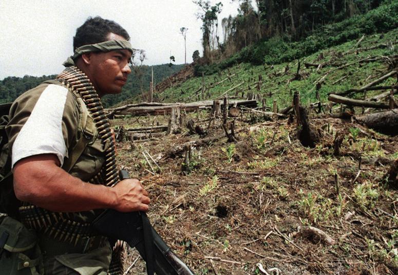 Die Abholzung des Regenwaldes schreitet voran illegaler Kokainhandel
